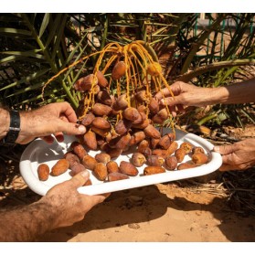 İki Bin Yıllık Hurma