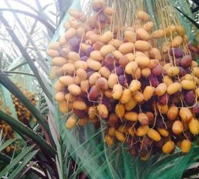Hurma (Phoenix Dactylifera)
