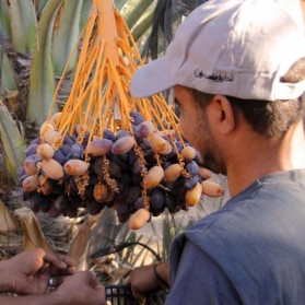 Filistine Hurma İle Destek