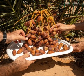 İki Bin Yıllık Hurma